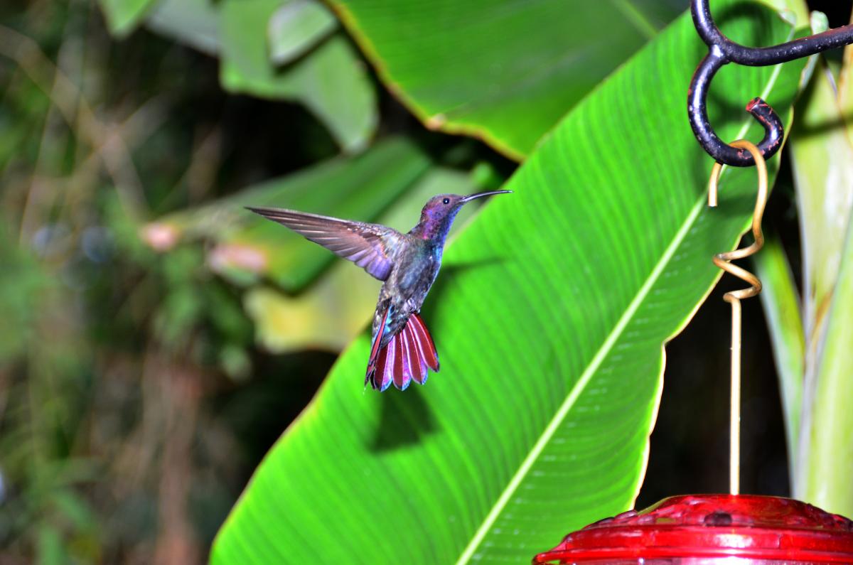 Humming Bird 